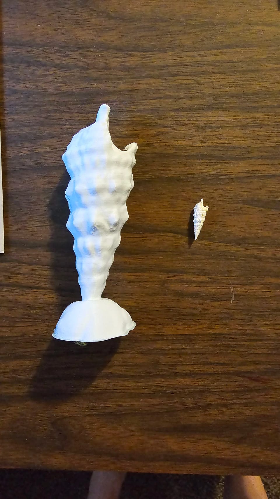 A white 3D-printed spiral shell next to the small original